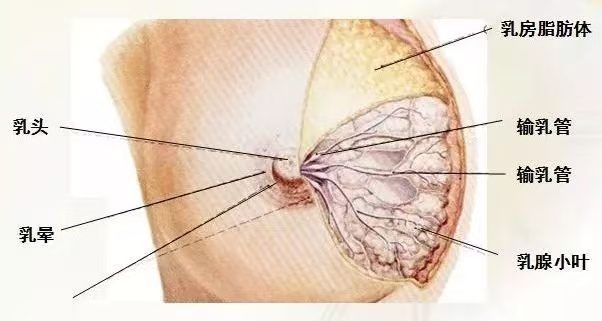 為什么會(huì)出現(xiàn)乳汁瘀積？